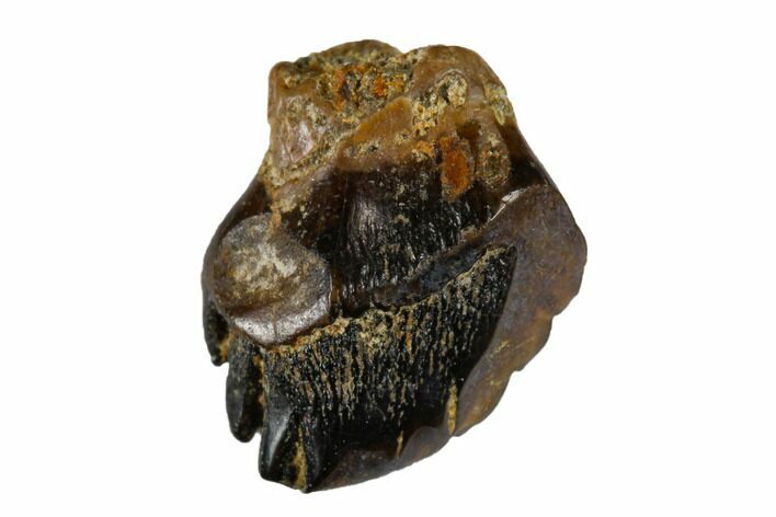 Fossil Nodosaur Tooth - Judith River Formation #173470